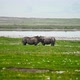 Black Rhinoceros or Diceros Bicornis - VideoHive Item for Sale