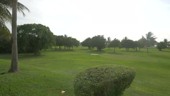 Tropical trees in a park