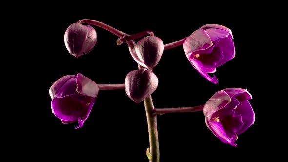 Blooming Purple Orchid Phalaenopsis Flower