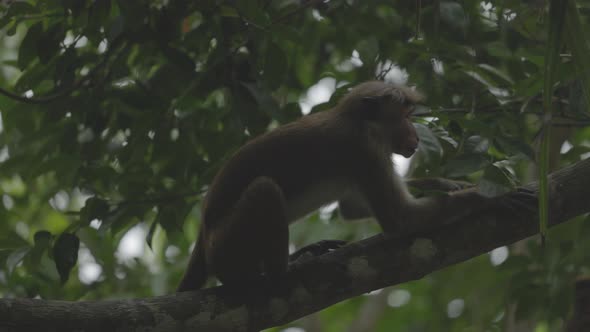 Ceylon Macaque Latin Name Macaca Sinica a Species of Primate in the Marmoset Family