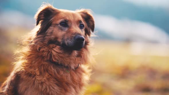 Portrait of Cute Brown Crossbreed Dog Looking Around in Autumn Nature
