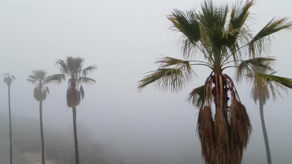 Aerial Of Palm Trees In The Fog