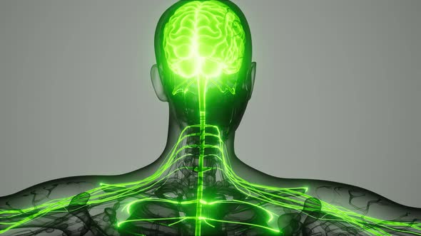 Brain and Nervous System of Human alt