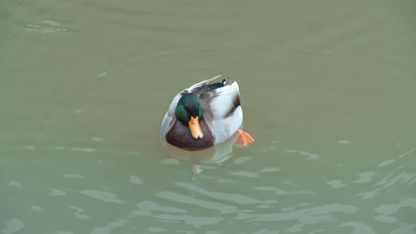 Beautiful Mandarin Duck Floats on Lake or River