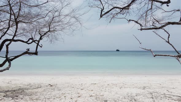 A Zoom in Shot of Beautiful Beach with White Sand Turquoise Ocean Bare Trees and Blue Sky with