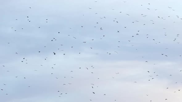 Flock of Birds on Blue Sky with Clouds