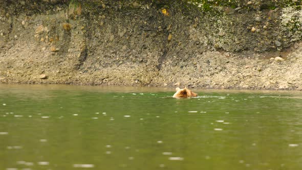 Grizzly Bear Goes Underwater to Find Salmon Scraps left by Fishermen