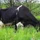 cow grazing in the meadow. - VideoHive Item for Sale