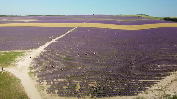 Lavender Scented Fields in Endless Rows with Blooming Flowers Aerial View Drone Purple Field Against