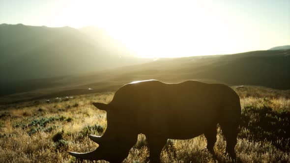 Rhino Standing in Open Area During Sunset