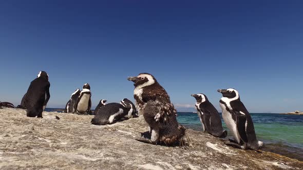 African Penguins On Coastal Rocks