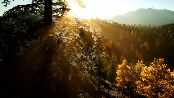 Aerial Drone View Flight Over Pine Tree Forest in Mountain at Sunset