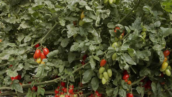 Tomato plants growing in a large scale greenhouse under controlled conditions