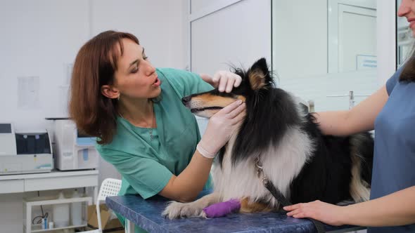 Medical Checkup of Collie Dog in the Vet Clinic