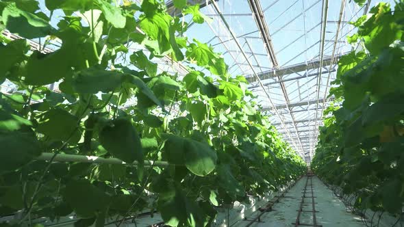 Foliage Sunny Day in a Greenhouse Camera Spans Along Sprouts of Cucumbers Green Seedling Growing