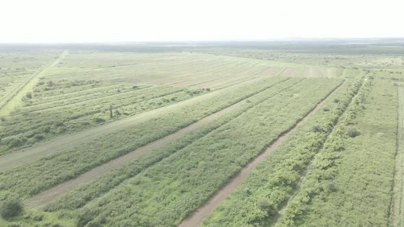 Aerial drone view flight over different agricultural fields sown in Samegrelo, Georgia