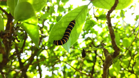 Caterpillar eating tree leaf. Fix camera.