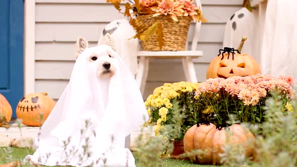 Funny Dog Outdoor. Halloween And Autumn Concept.