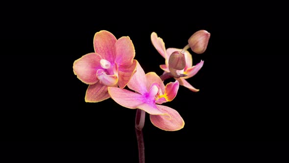 Blooming Pink Orchid Phalaenopsis Flowers