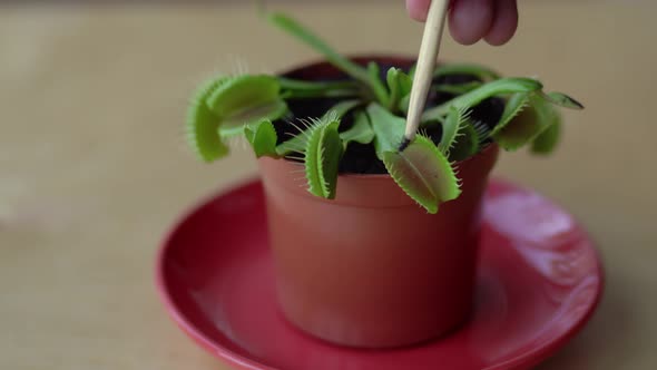 Feeding Venus Flytrap Insects with Tweezers