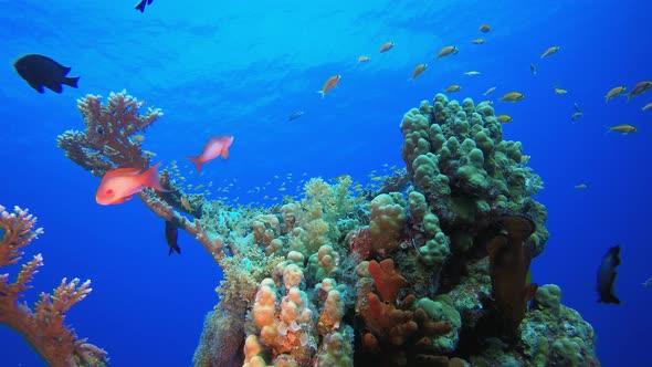 Tropical Reef Seascape