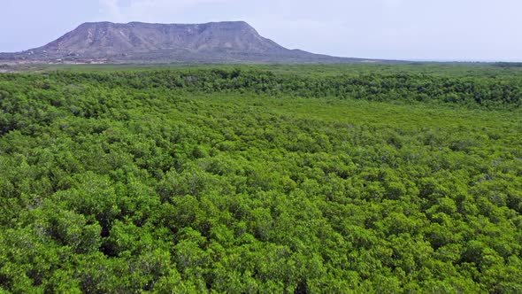El Morro National Park With Dense Green Forest In Montecristi, Dominican Republic. - aerial