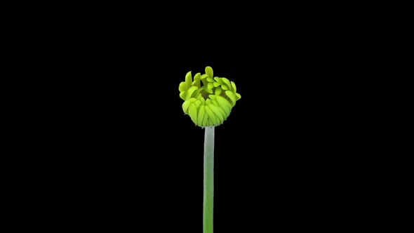 Time-lapse of opening yellow gerbera flower