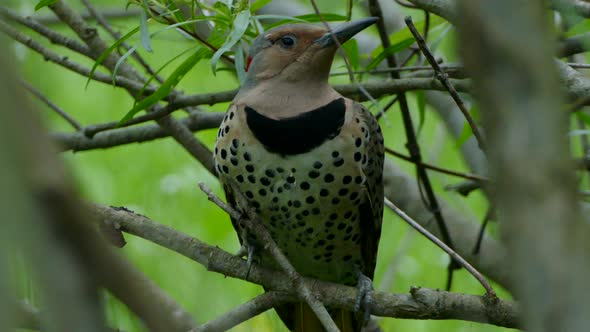 Yellow-shafted Norther Flicker bird perched on a branch looking around curiously.
