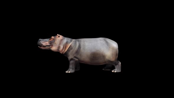 Hippopotamus Eat