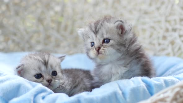 Close Up Of Scottish Kittens Sitting On Bed