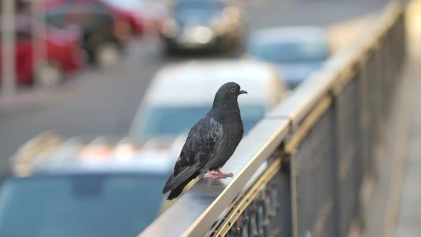 An Urban Gray Pigeon Sits on a Railing Against a Blurry Background of a Busy Road with Moving Cars