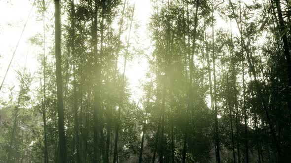 Windy Tranquil Arashiyama Bamboo Grove