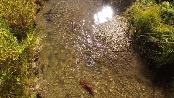 Aerial view of Kokanee Salmon spawning in a small river in Utah