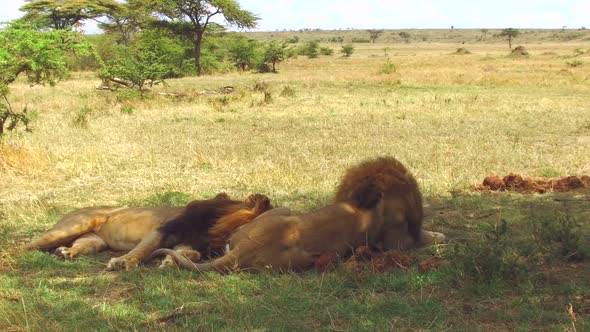 Male Lions Resting in Savannah at Africa