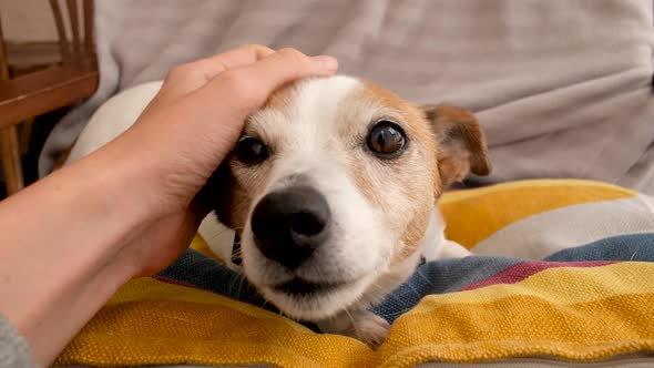 Hand Caressing Small Dog at Home