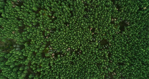 Flyover View Green Forest Panorama Deepness Mind