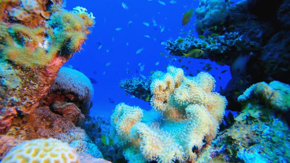 Coral Garden Clownfish