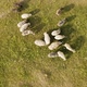 Aerial View of Grazing Sheep Flock on Spring Field - VideoHive Item for Sale