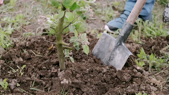 Someone Holding Shovel While Planting Tree in Village