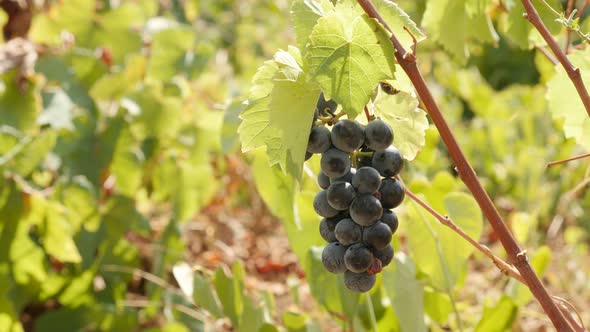 Vitis vinifera plant in the cultivated vineyard 4K 2160p 30fps UltraHD footage - Shallow DOF of purp