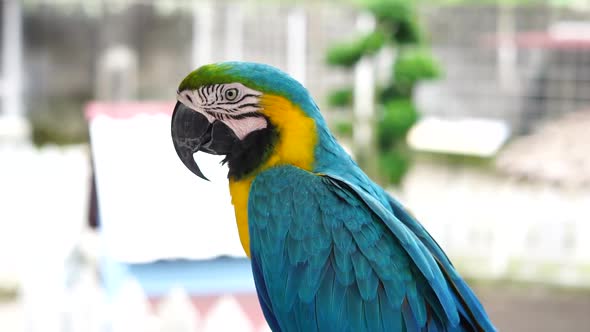 Macaw Bird