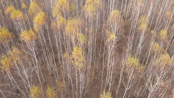 Forest with Trees in an Autumn Day