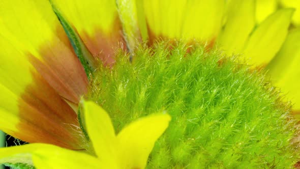 Time Lapse of Gaillardia Bloom Closeup Shot on Black Background Beautiful Gaillardia Flower Blooms