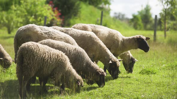 Picturesque farm scene of flock of sheep grazing, eating and mowing green grass together in a row in