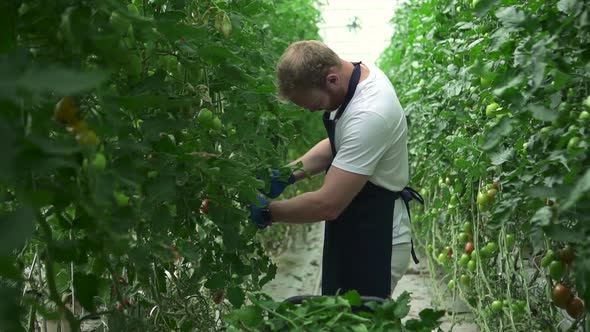 Hydroponic Greenhouse of Young Man Working with Green Vegetables in Modern Farm Spbd