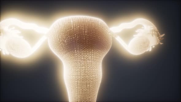 Female Reproductive System Anatomy alt