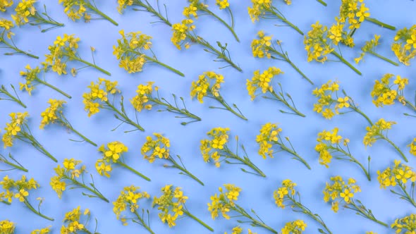 Rotating Blue Background with Yellow Wildflowers Floral Texture Vibrant Summer Background