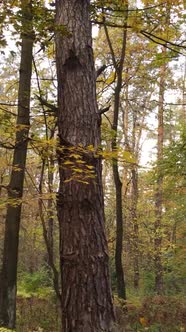 Vertical Video Autumn Forest By Day