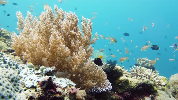 Coral Reef and Tropical Fish Underwater. Leyte, Philippines.