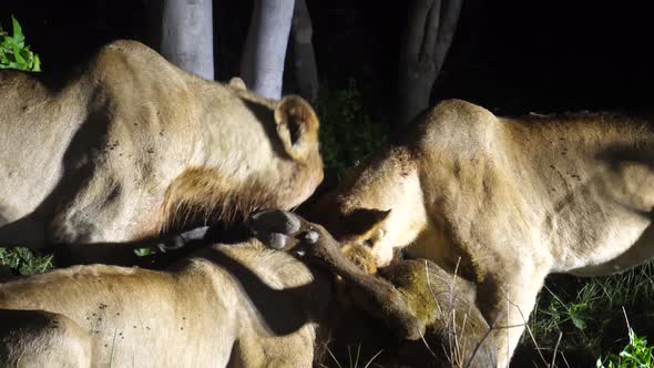 Lions eating from an african buffalo